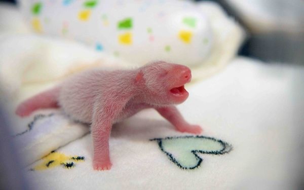 Panda has a large body but stars give birth weighing only 100 grams, equal to 1/900 of a mother bear 4