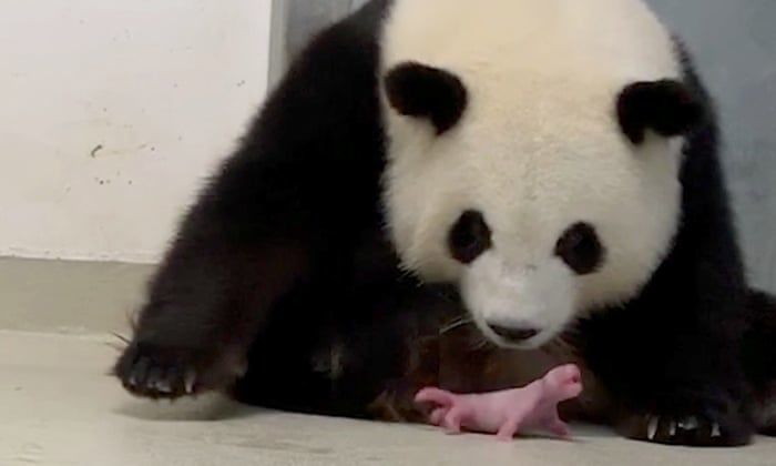 Panda has a large body but stars give birth weighing only 100 grams, equal to 1/900 of a mother bear 5