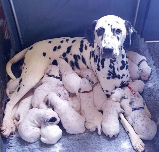 Dalmatian mum gives birth to 18 adorable babies after hours of 'labour' 1