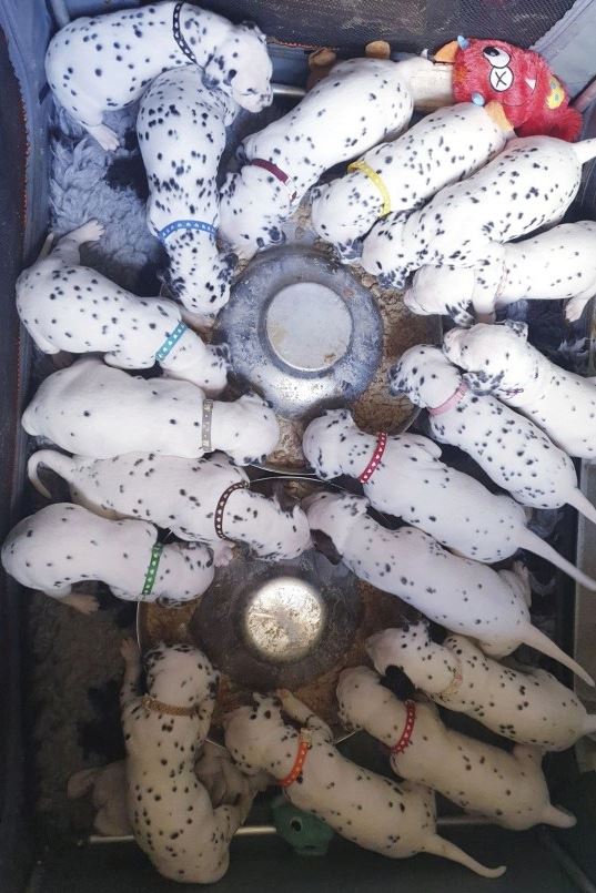 Dalmatian mum gives birth to 18 adorable babies after hours of 'labour' 2