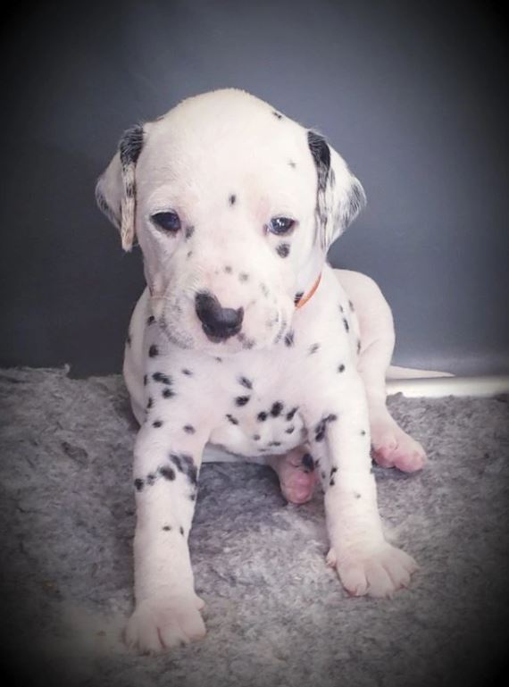 Dalmatian mum gives birth to 18 adorable babies after hours of 'labour' 3