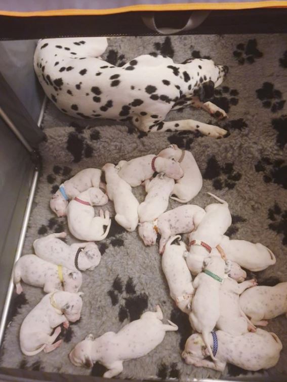 Dalmatian mum gives birth to 18 adorable babies after hours of 'labour' 4