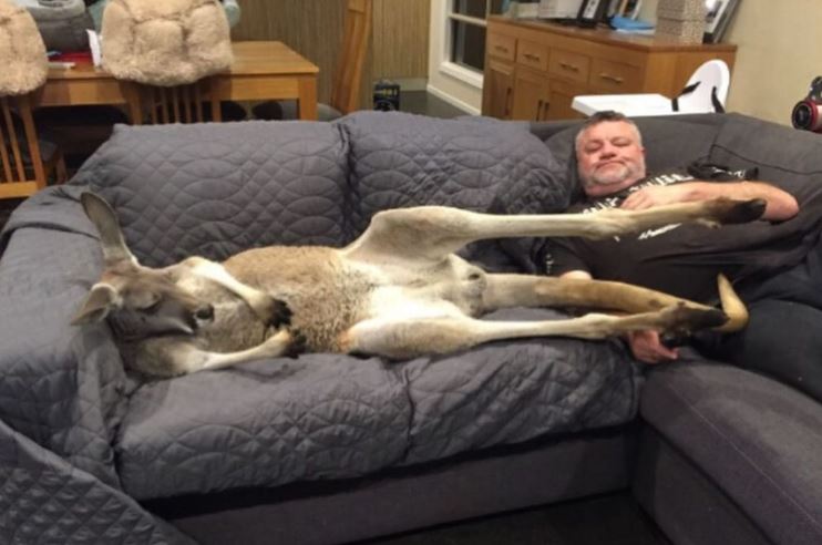Rescued Kangaroo, Rufus, demands daily cuddles on the couch with his dad 1