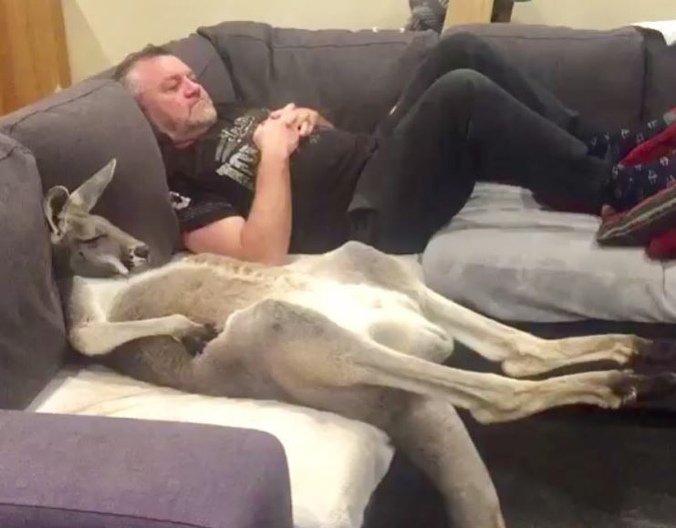 Rescued Kangaroo, Rufus, demands daily cuddles on the couch with his dad 2
