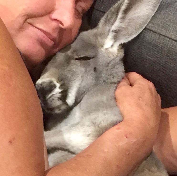 Rescued Kangaroo, Rufus, demands daily cuddles on the couch with his dad