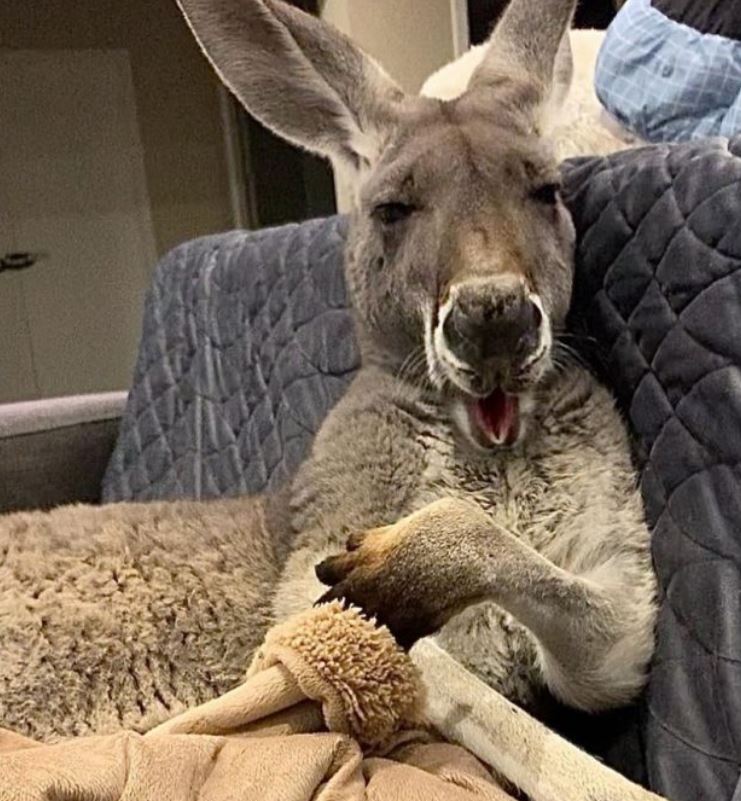 Rescued Kangaroo, Rufus, demands daily cuddles on the couch with his dad