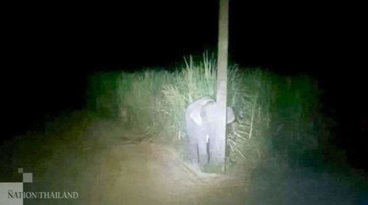 Stealing sugarcane was discovered, the baby elephant hid in an electric pole and lay motionless 1