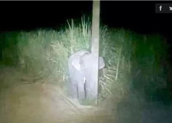 Stealing sugarcane was discovered, the baby elephant hid in an electric pole and lay motionless 2