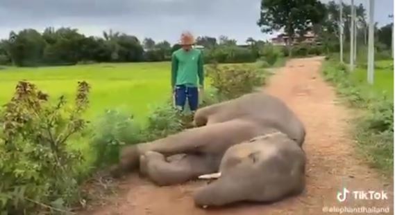 Stealing sugarcane was discovered, the baby elephant hid in an electric pole and lay motionless 3