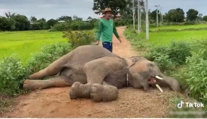 Stealing sugarcane was discovered, the baby elephant hid in an electric pole and lay motionless 4