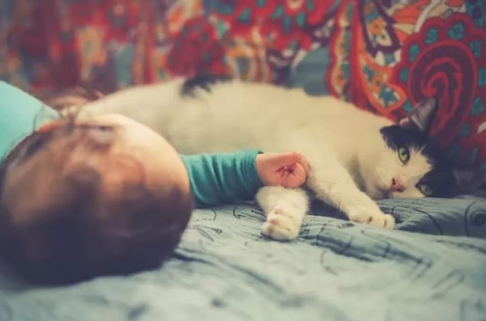 The adorable video of a cat meeting his owner's baby for the first time is sure to melt your heart 1