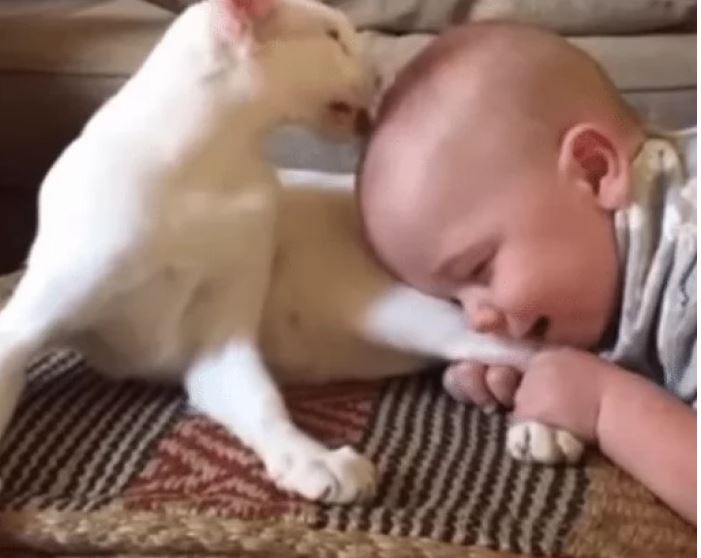 The adorable video of a cat meeting his owner's baby for the first time is sure to melt your heart 3