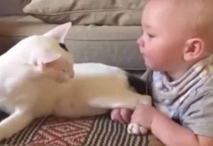 The adorable video of a cat meeting his owner's baby for the first time is sure to melt your heart 4