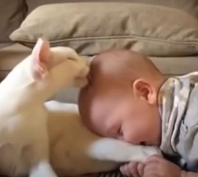 The adorable video of a cat meeting his owner's baby for the first time is sure to melt your heart 5