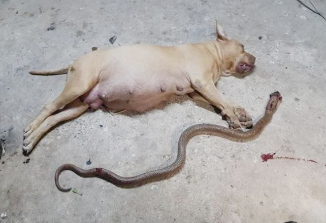 A pregnant pit bull heroically defends her human family against a cobra, sacrificing her own life 3