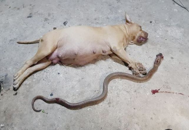 The faithful dog died saving the owner