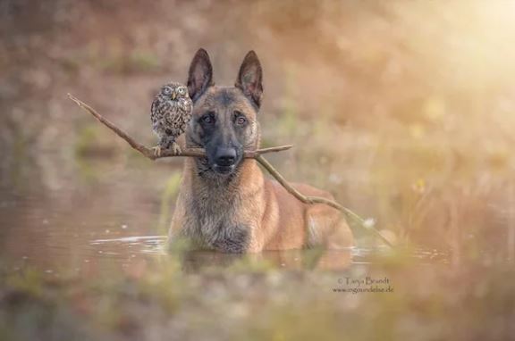 The beautiful friendship between dog Ingo Malinois and owl Poldi: Quiet and understanding 1