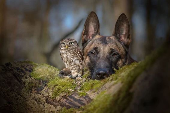 The beautiful friendship between dog Ingo Malinois and owl Poldi: Quiet and understanding 2