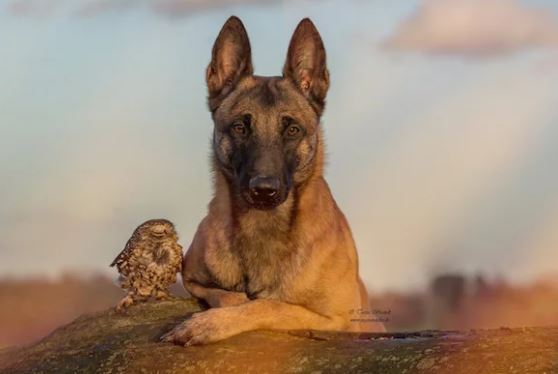 The beautiful friendship between dog Ingo Malinois and owl Poldi: Quiet and understanding 3