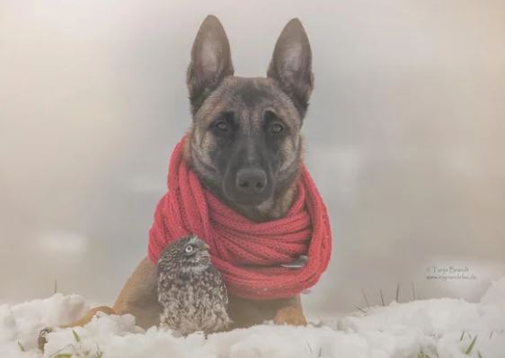 The beautiful friendship between dog Ingo Malinois and owl Poldi: Quiet and understanding 4