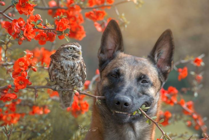 The beautiful friendship between dog Ingo Malinois and owl Poldi: Quiet and understanding 5