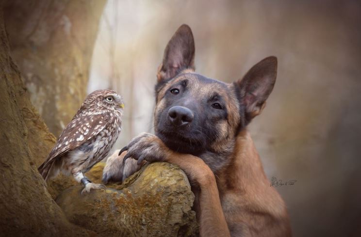 The beautiful friendship between dog Ingo Malinois and owl Poldi: Quiet and understanding 6