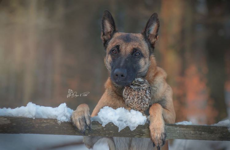 The beautiful friendship between dog Ingo Malinois and owl Poldi: Quiet and understanding 7