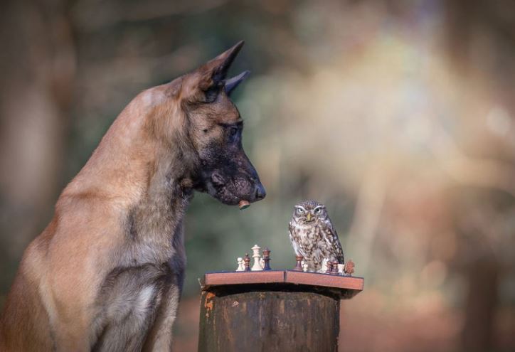 The beautiful friendship between dog Ingo Malinois and owl Poldi: Quiet and understanding 8