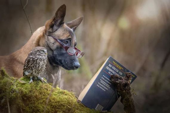 The beautiful friendship between dog Ingo Malinois and owl Poldi: Quiet and understanding 9