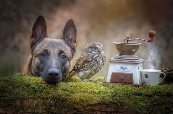 The beautiful friendship between dog Ingo Malinois and owl Poldi: Quiet and understanding 10