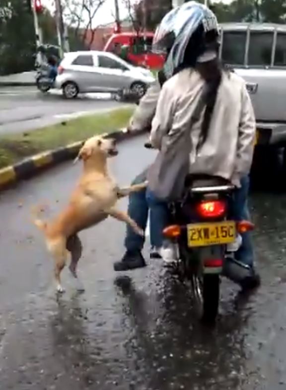 A desperate dog chased after its owner after being abandoned 1