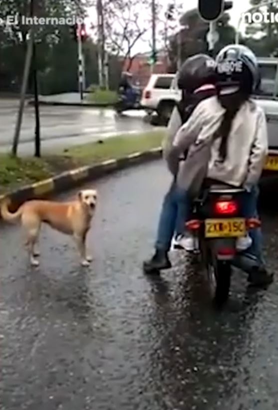 A desperate dog chased after its owner after being abandoned 2
