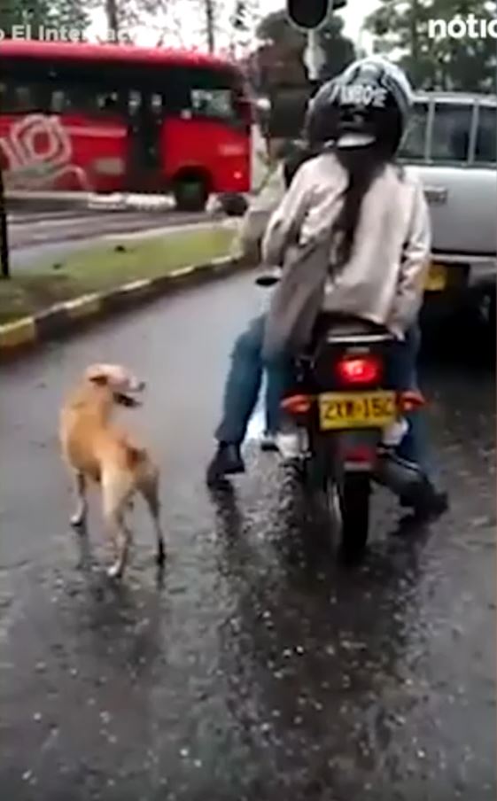 A desperate dog chased after its owner after being abandoned 3