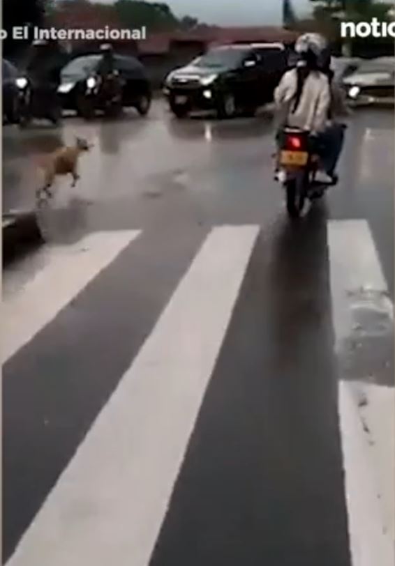 A desperate dog chased after its owner after being abandoned 6