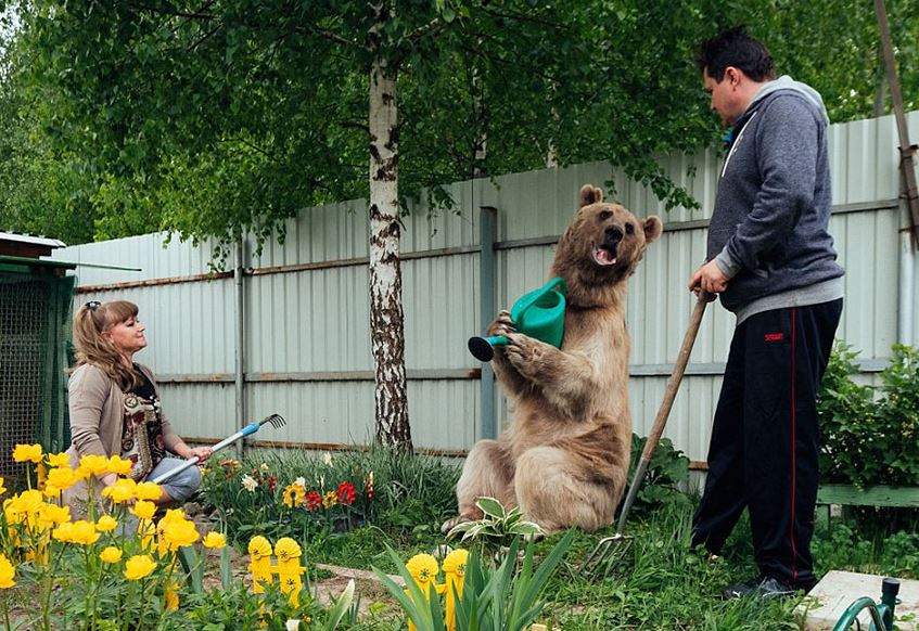 Orphaned bear cub finds a loving home with dedicated couple for over 23 years 6