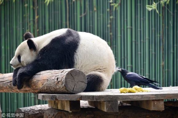 Taking advantage of the time when the raccoon is fast asleep, the crow plucks a pinch of feathers to build a nest 2