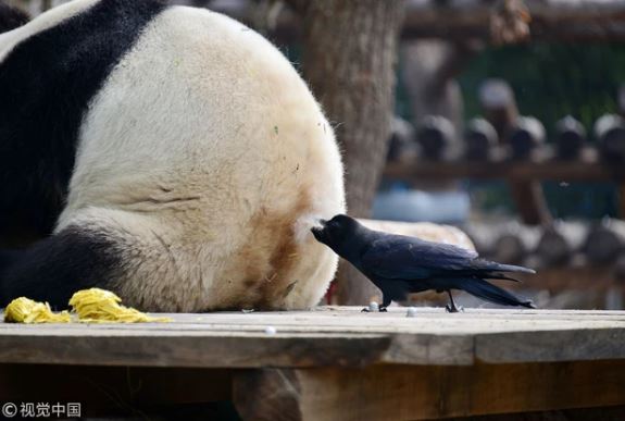 Taking advantage of the time when the raccoon is fast asleep, the crow plucks a pinch of feathers to build a nest 3