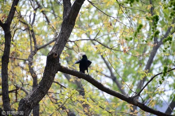 Taking advantage of the time when the raccoon is fast asleep, the crow plucks a pinch of feathers to build a nest 5