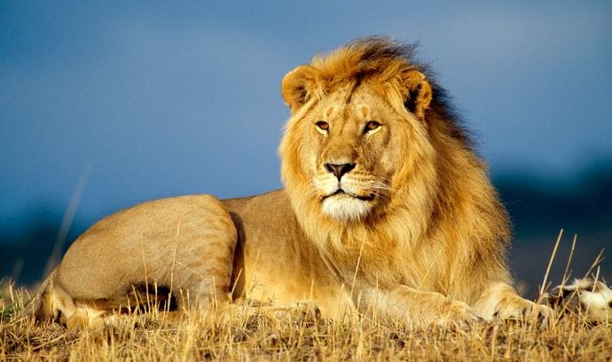 The lion is known as the king of the jungle and rules over all species