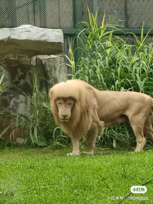 The male lion is moody and sad because his new hair is being ignored by the female lion. 2
