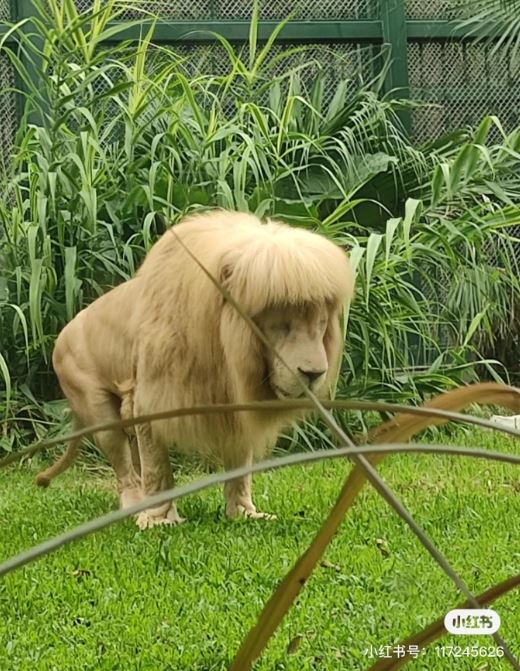 The male lion is moody and sad because his new hair is being ignored by the female lion. 3