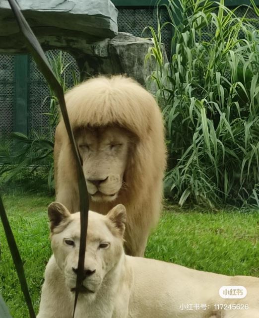 The male lion is moody and sad because his new hair is being ignored by the female lion. 4