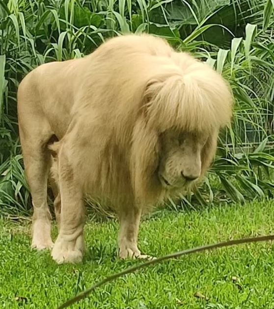 The male lion is moody and sad because his new hair is being ignored by the female lion.