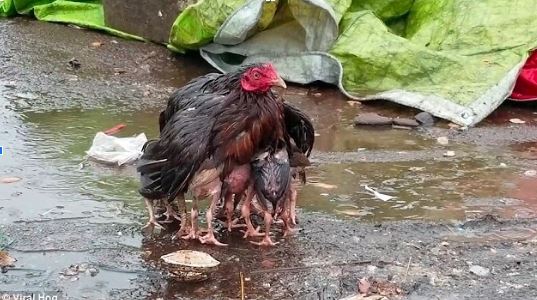 The mother chicken spreads its wings to form an umbrella to carry the cubs in the rain 1