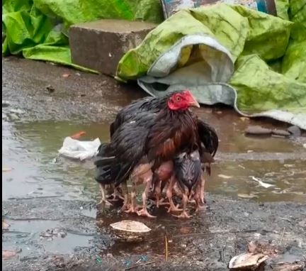 The mother chicken spreads its wings to form an umbrella to carry the cubs in the rain 2
