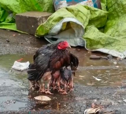 The mother chicken spreads its wings to form an umbrella to carry the cubs in the rain 3