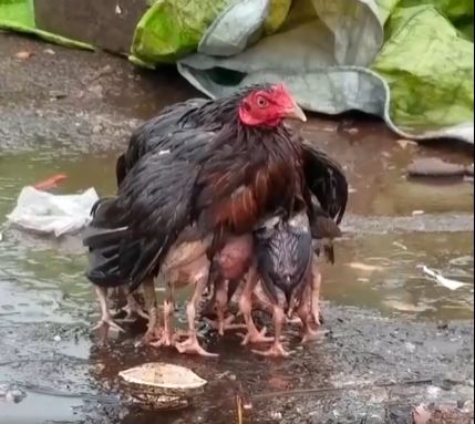 The mother chicken spreads its wings to form an umbrella to carry the cubs in the rain 4