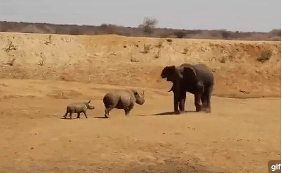 The mother chicken spreads its wings to form an umbrella to carry the cubs in the rain 5