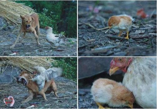 The mother chicken spreads its wings to form an umbrella to carry the cubs in the rain 7