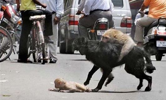 The mother chicken spreads its wings to form an umbrella to carry the cubs in the rain 8